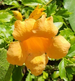 Mango Yellow Trumpet Creeper, Campsis radicans 'Mango Yellow', Bignonia radicans, Tecoma radicans